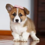 Pembroke Welsh Corgi
