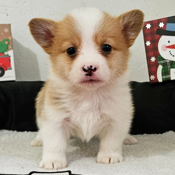 Pembroke Welsh Puppy For Sale Near me