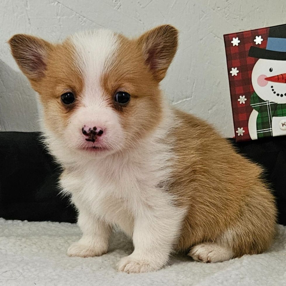 Pembroke Welsh Corgi