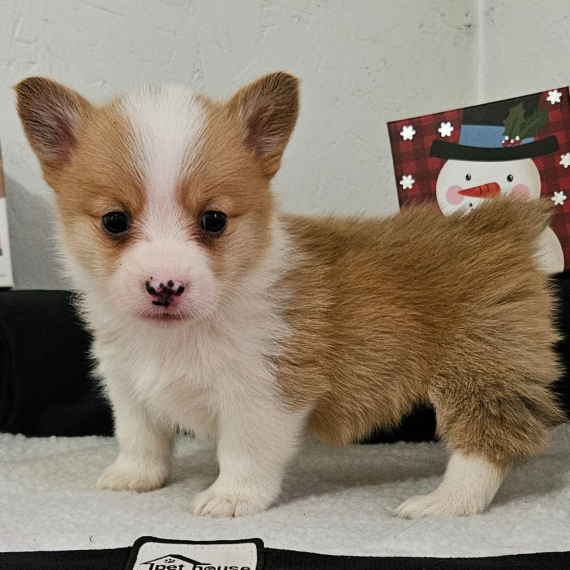 Pembroke Welsh Corgi